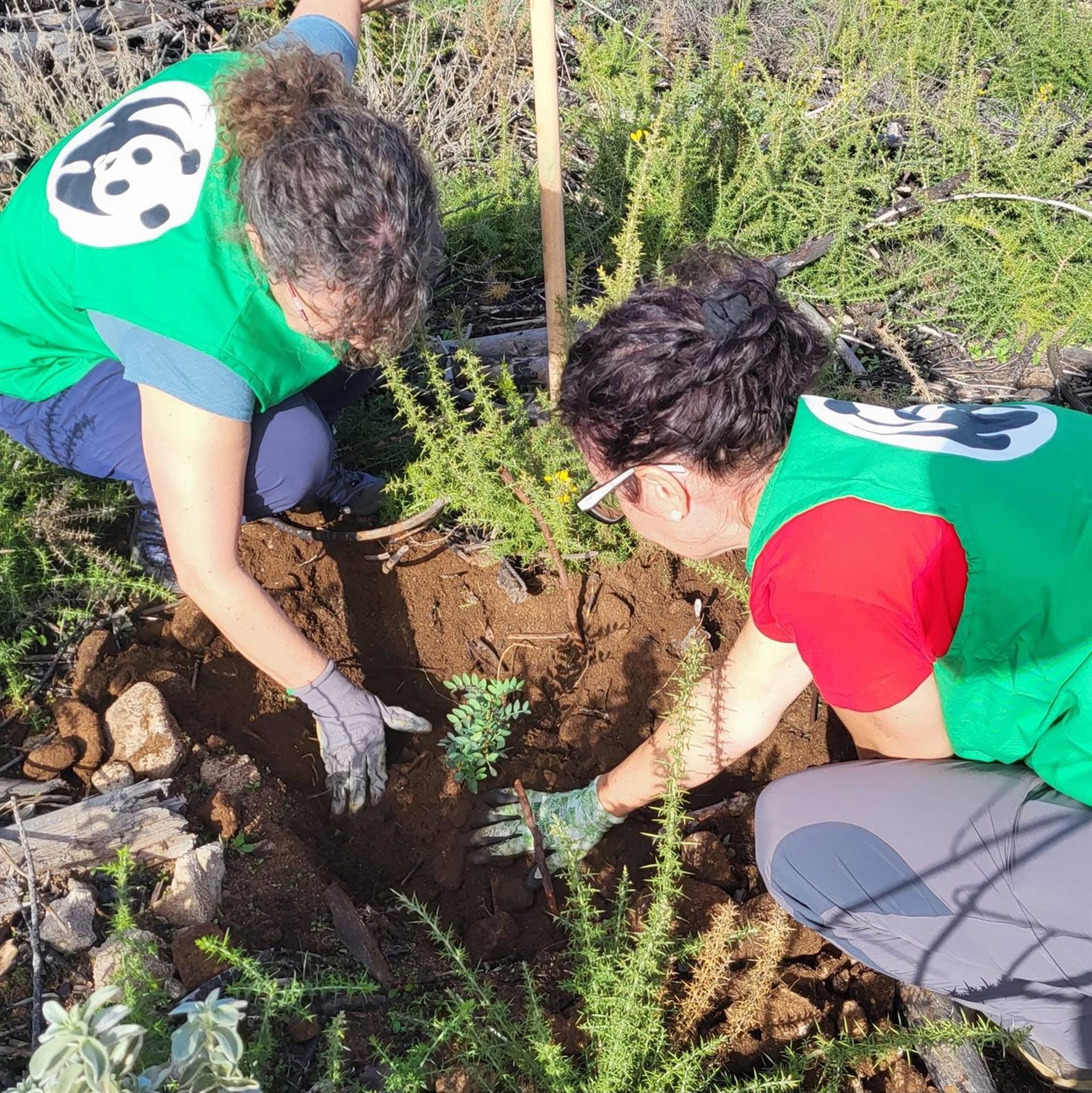 Premian el programa Mijas Reforesta de plantación de árboles y conservación costera