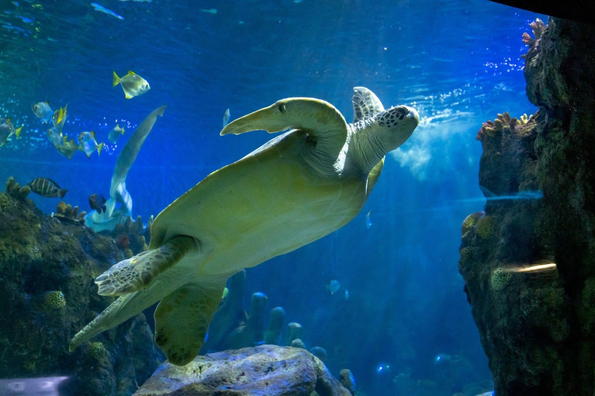 Sea Life celebra el Día Mundial de la Tortuga Marina con acciones para concienciar sobre esta especie amenazada