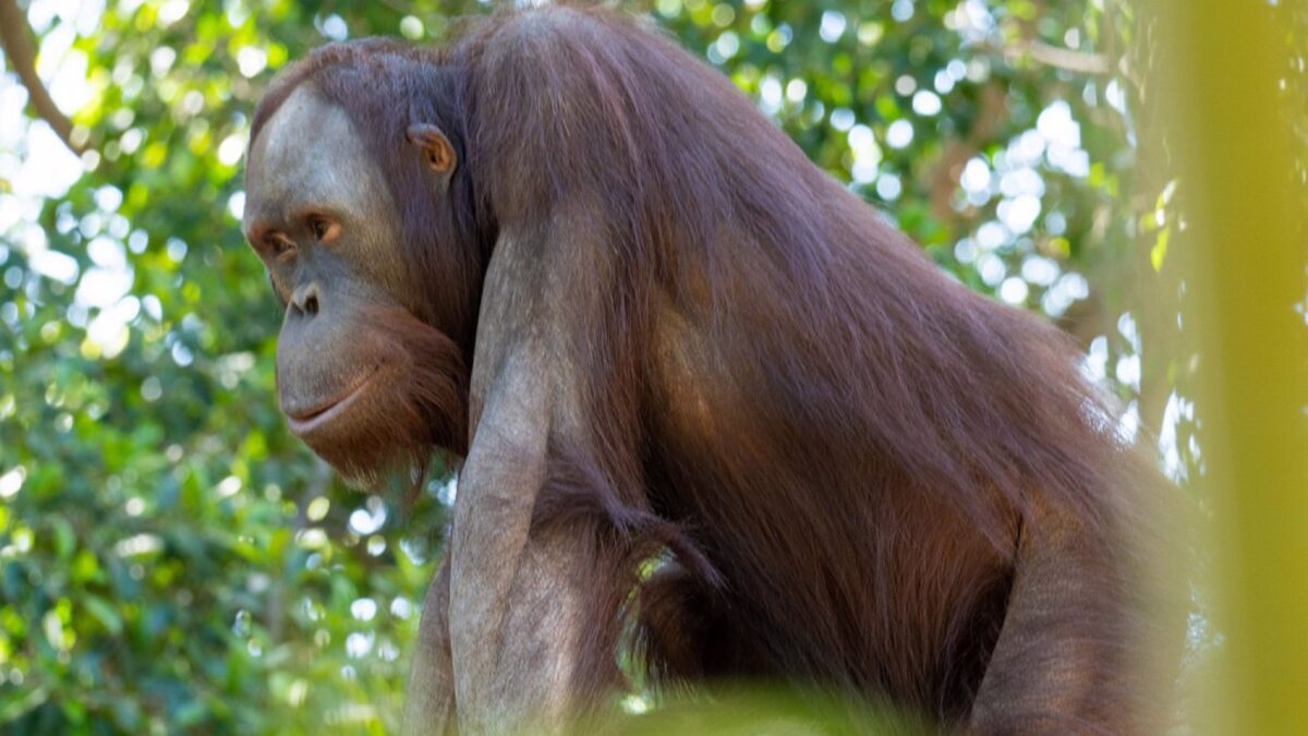 Bioparc Fuengirola da la bienvenida a 'Popo', un nuevo macho de orangután de Borneo