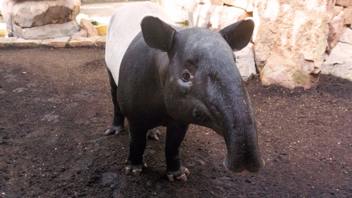 Bioparc Fuengirola, único centro de conservación en España que trabaja en protección del tapir malayo