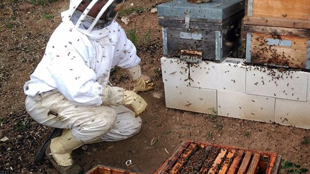 Colmenar celebrará el Día de la Abejas con diversas actividades