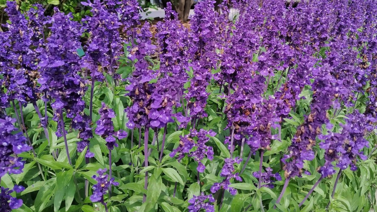 La salvia azul, planta del mes de mayo en el Jardín Botánico Histórico La Concepción
