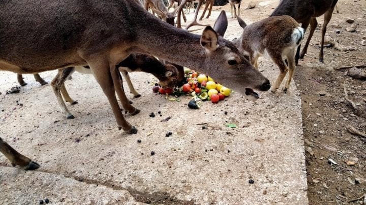 Pacma reclama a Junta que "se encargue de animales encerrados tras el cierre" de la Eco Reserva de Ojén
