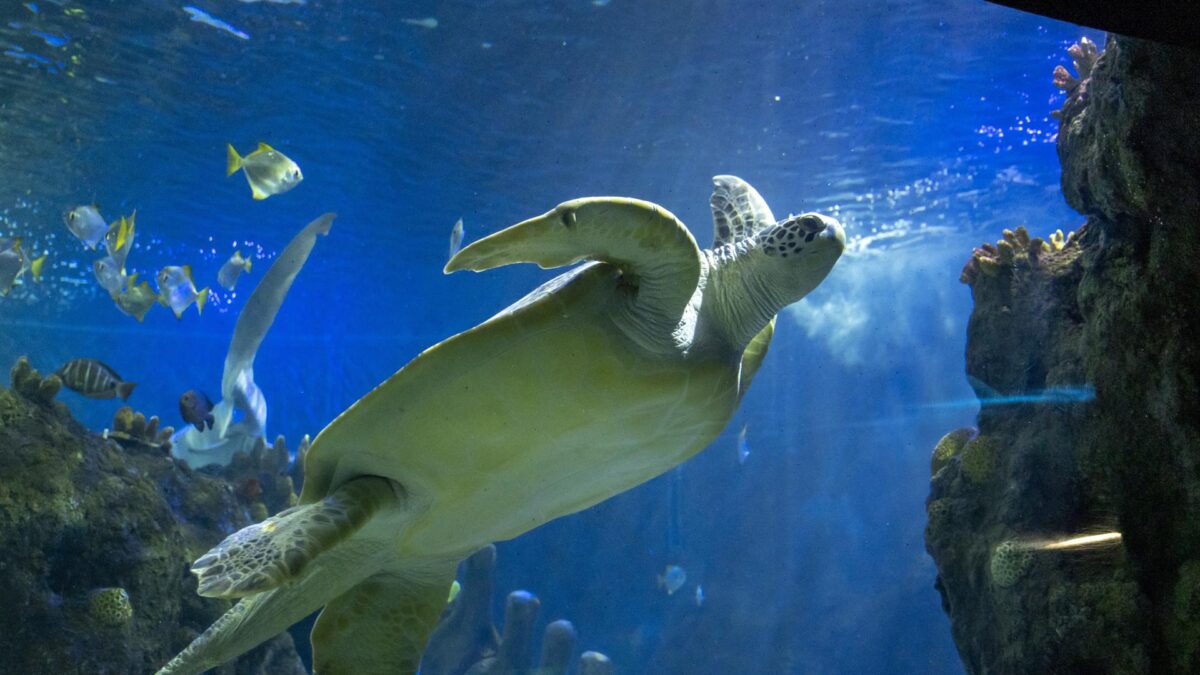 Sea Life Benalmádena celebra la semana de los océanos con diversas actividades