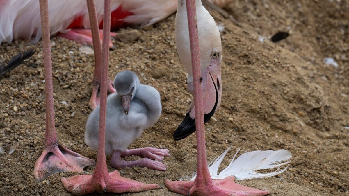 Nacen los primeros flamencos del año en Bioparc Fuengirola