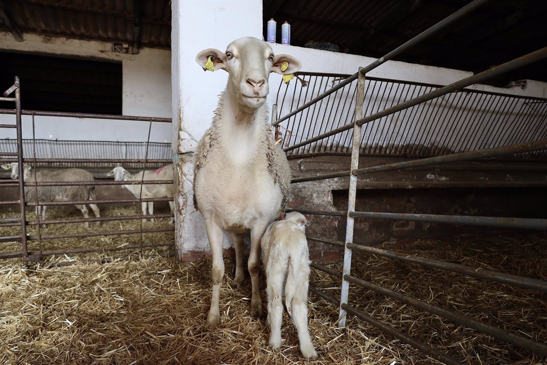 Asaja critica "las limitaciones" introducidas en las ayudas de la Diputación a agricultores y ganaderos