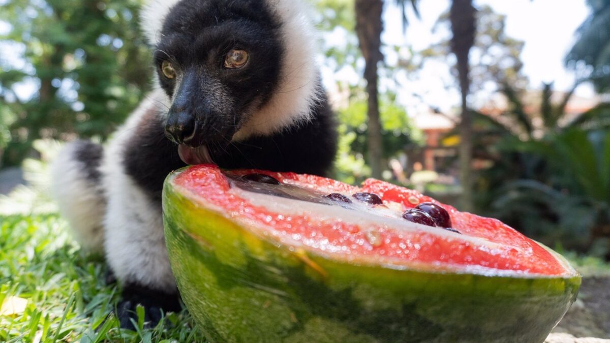 Helados y difusores para refrescar las instalaciones en Bioparc Fuengirola para combatir las altas temperaturas