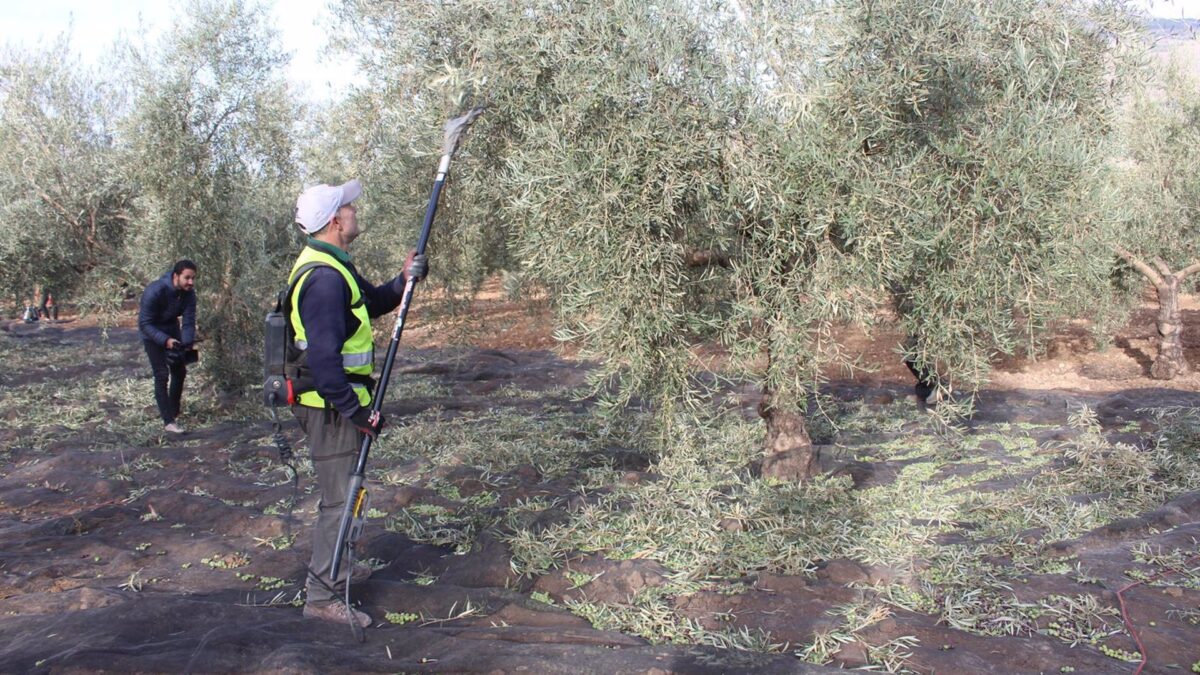 Un total de 16 explotaciones ofertan estancias formativas del programa Cultiva para jóvenes agricultores