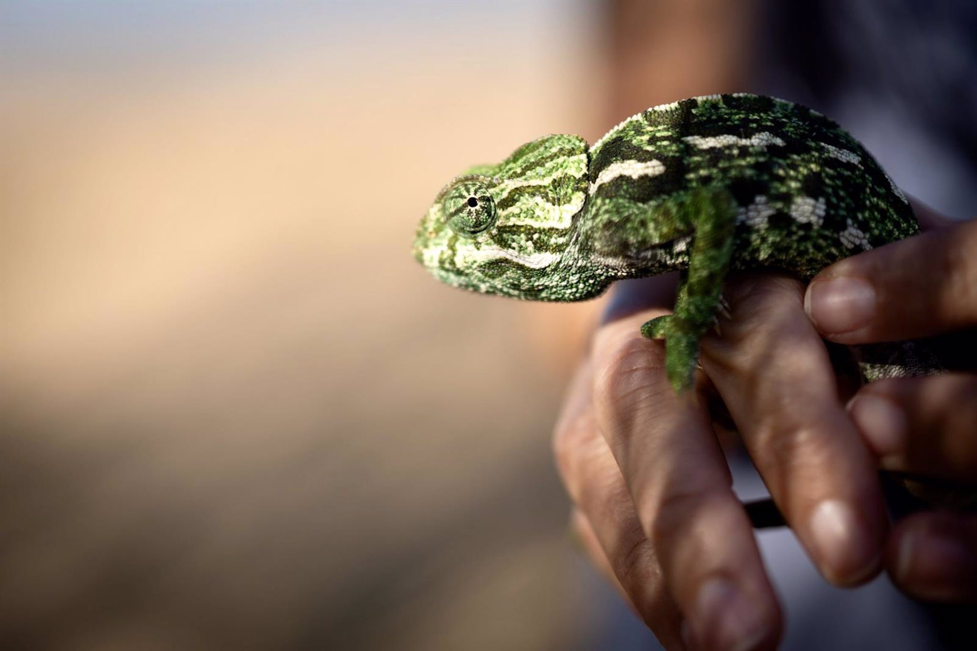 El programa de recuperación del camaleón logra la reintroducción de más de 900 ejemplares