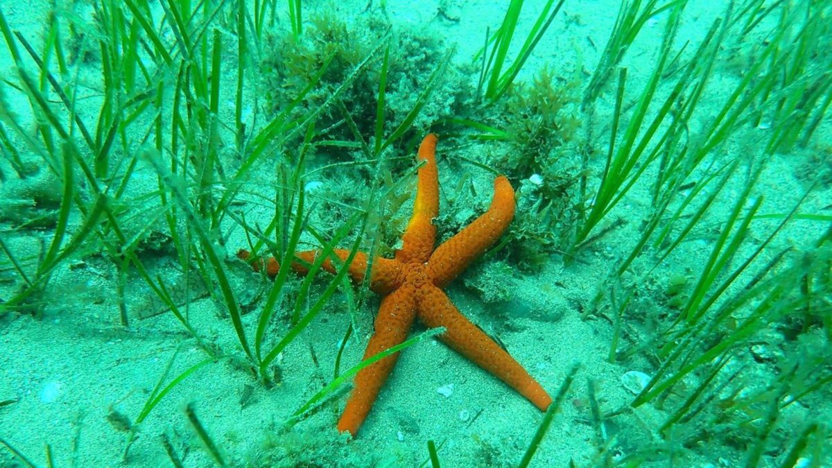 Investigadores de la UMA llevarán a cabo actuaciones para la restauración de las praderas marinas del litoral