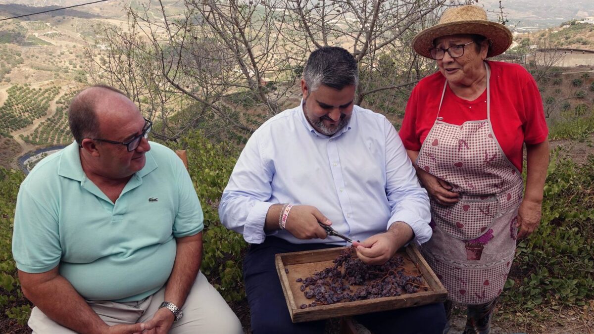 PSOE reclama a la Diputación y a Junta que cumplan compromisos con el Sipam de la uva pasa de la Axarquía
