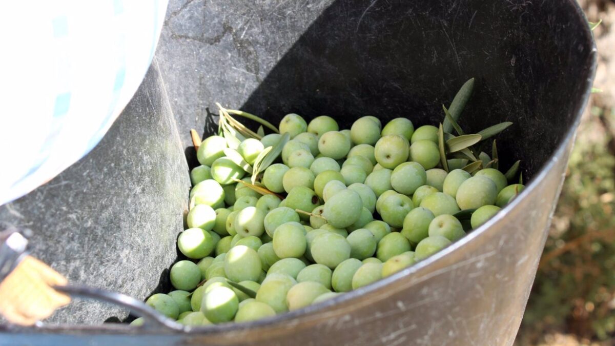 UPA califica de "emergencia" la campaña de la aceituna aloreña con un "drástico" descenso productivo del 85%