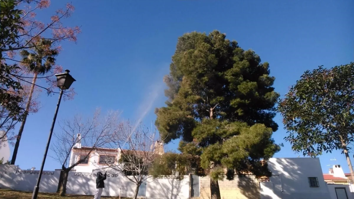 Alhaurín de la Torre advierte del adelanto del ciclo de la procesionaria en los pinos del municipio