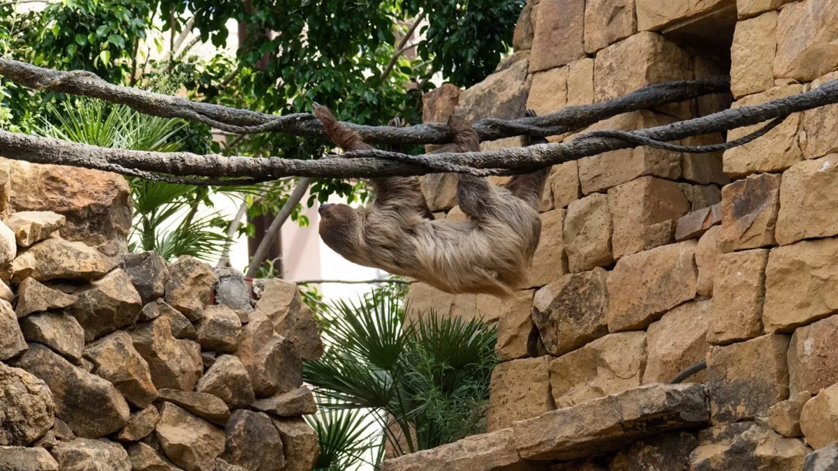 Bioparc Fuengirola presenta a Reina y Flo, la nueva pareja de perezosos que habita en su selva tropical