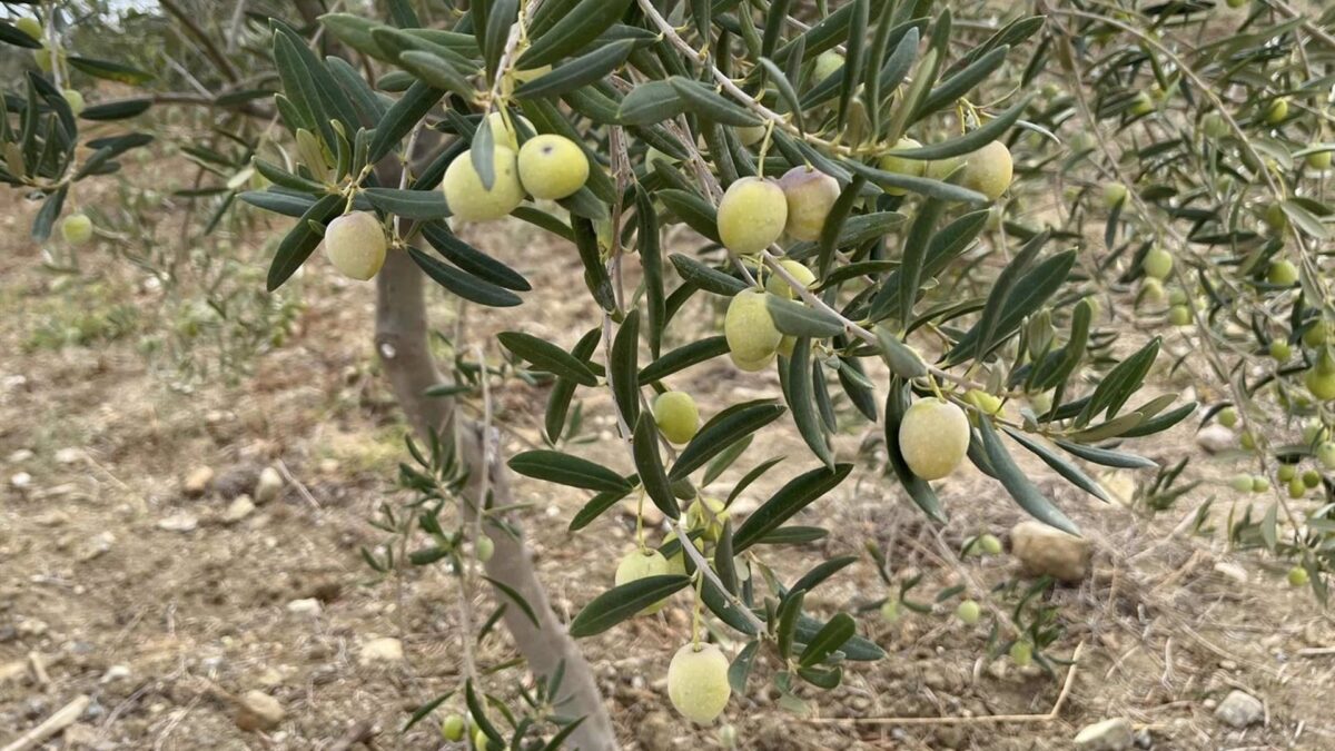 UPA Málaga espera que las lluvias permitan asegurar las 37.800 toneladas de aceite de oliva