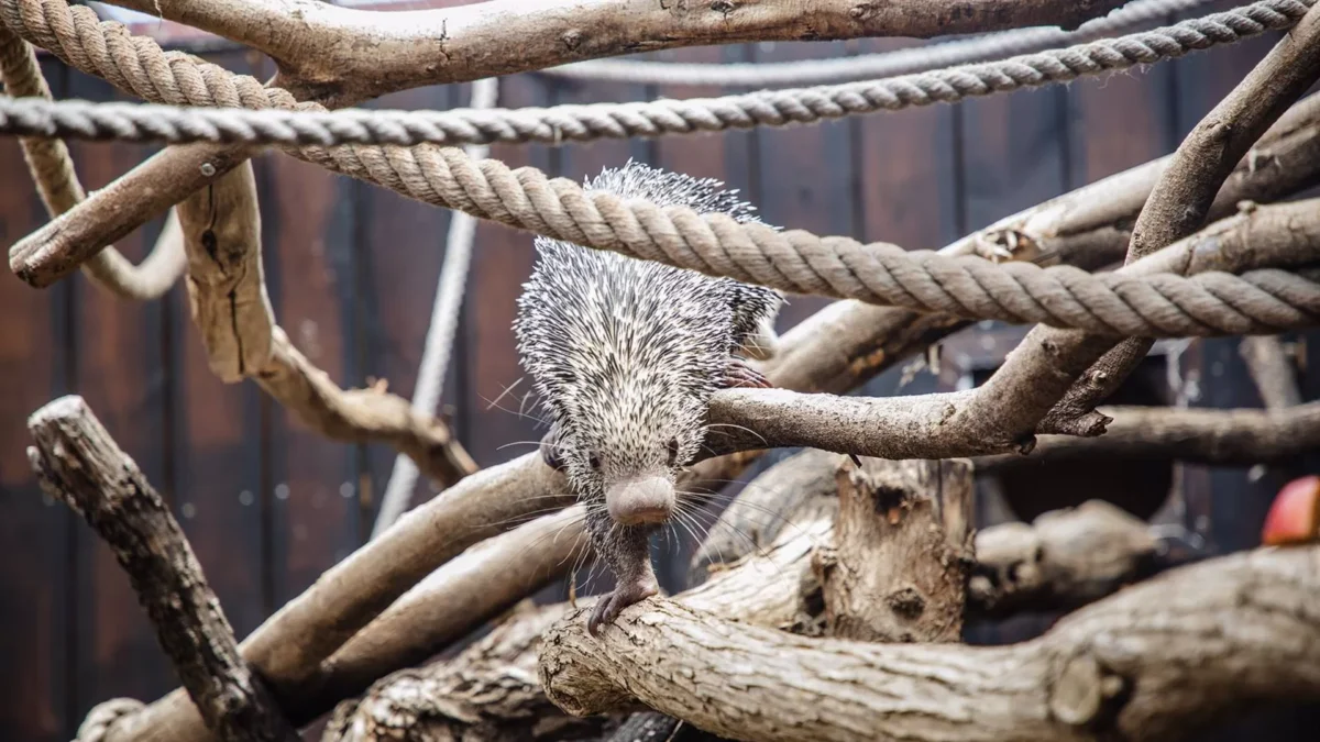 El coendou, puercoespín del continente americano, se suma a la familia zoológica de Selwo Marina