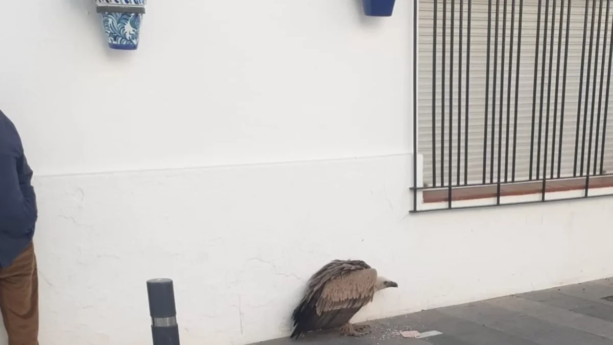 Rescatan a un buitre leonado de la vía pública en Mijas Pueblo