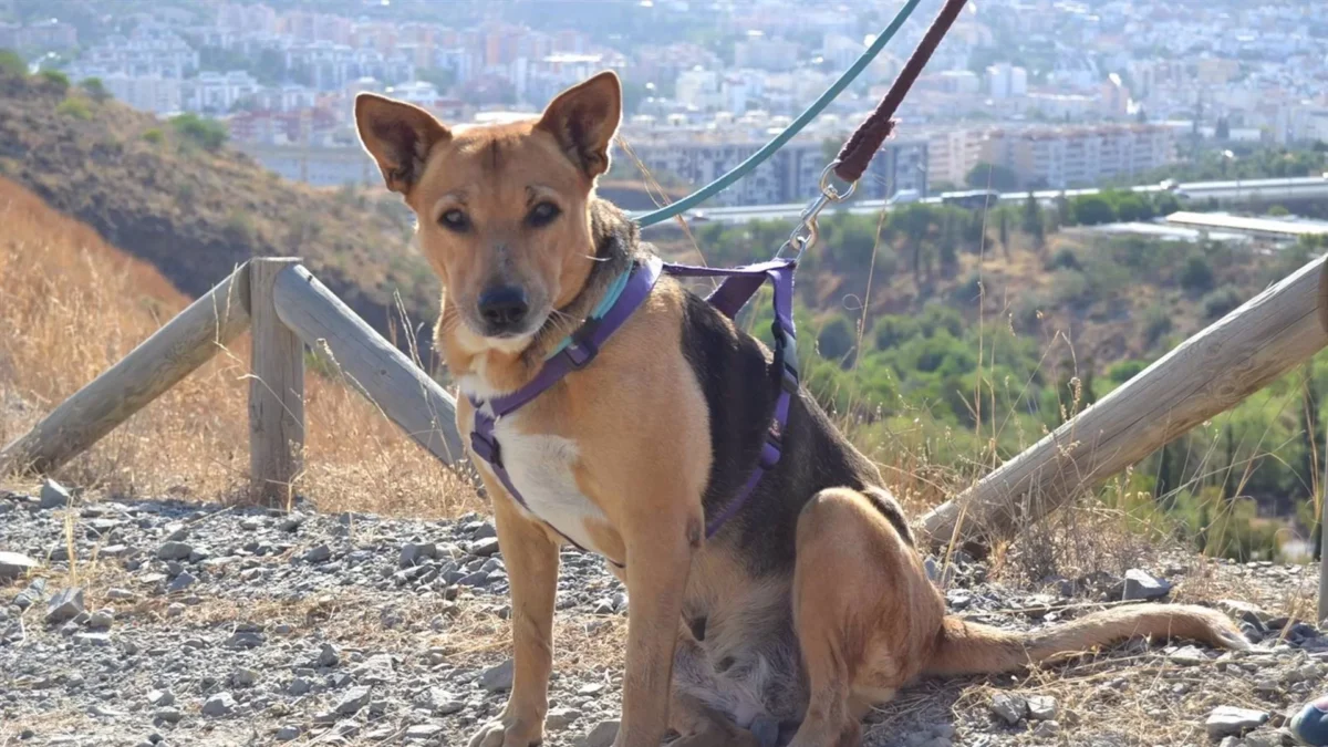 Aprobado de forma inicial el reglamento que regulará el voluntariado en el Centro de Protección Animal