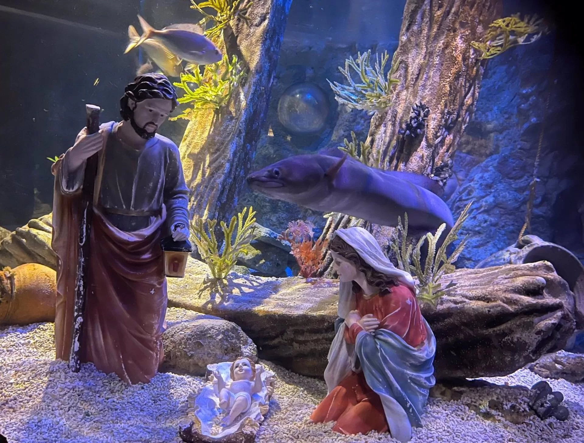 El belén submarino de Sea Life comparte la Navidad con meros, gallinetas, pargos y congrios