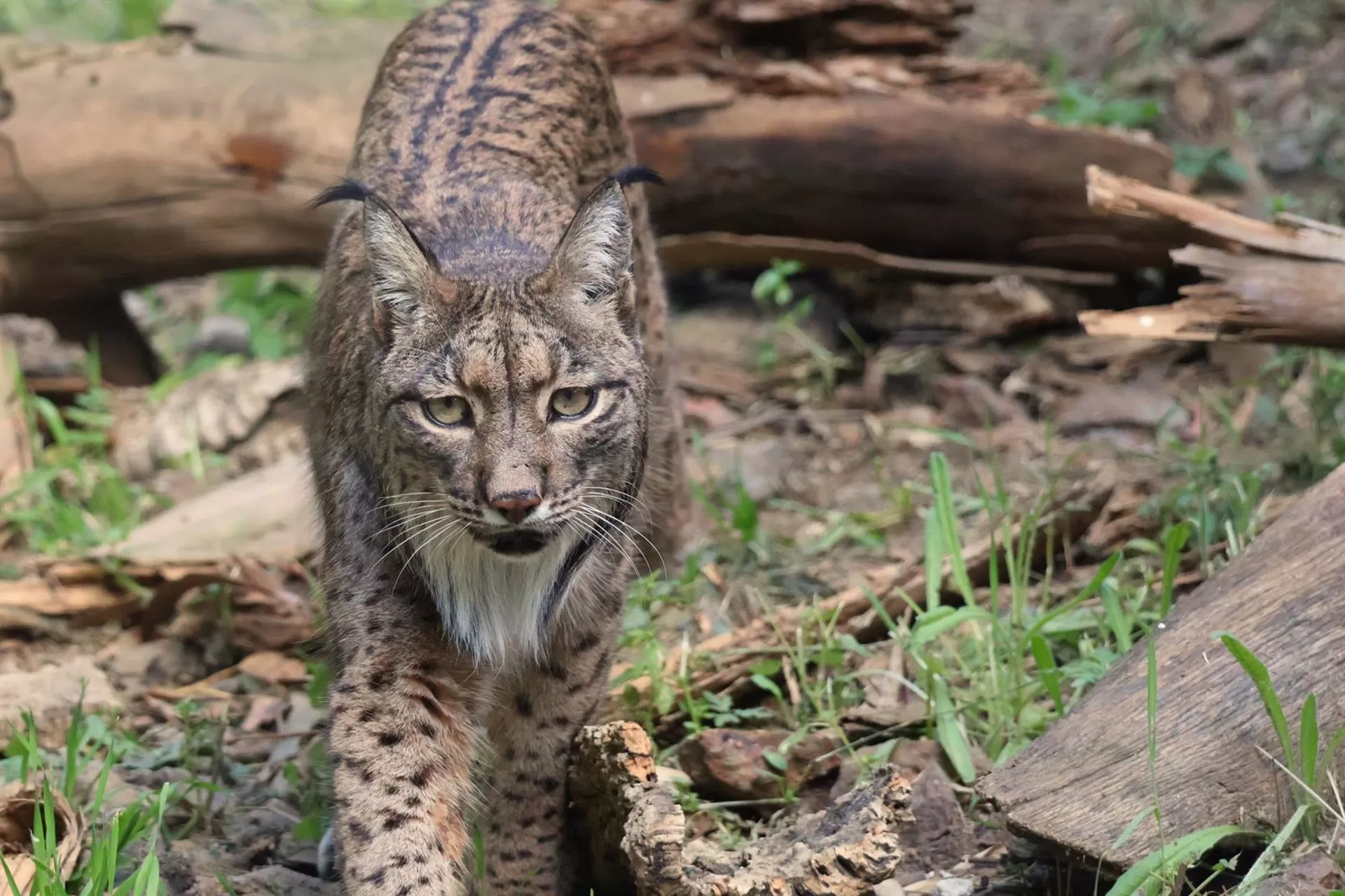 Javo, el lince ibérico residente en Selwo Aventura, cumple 13 años este sábado
