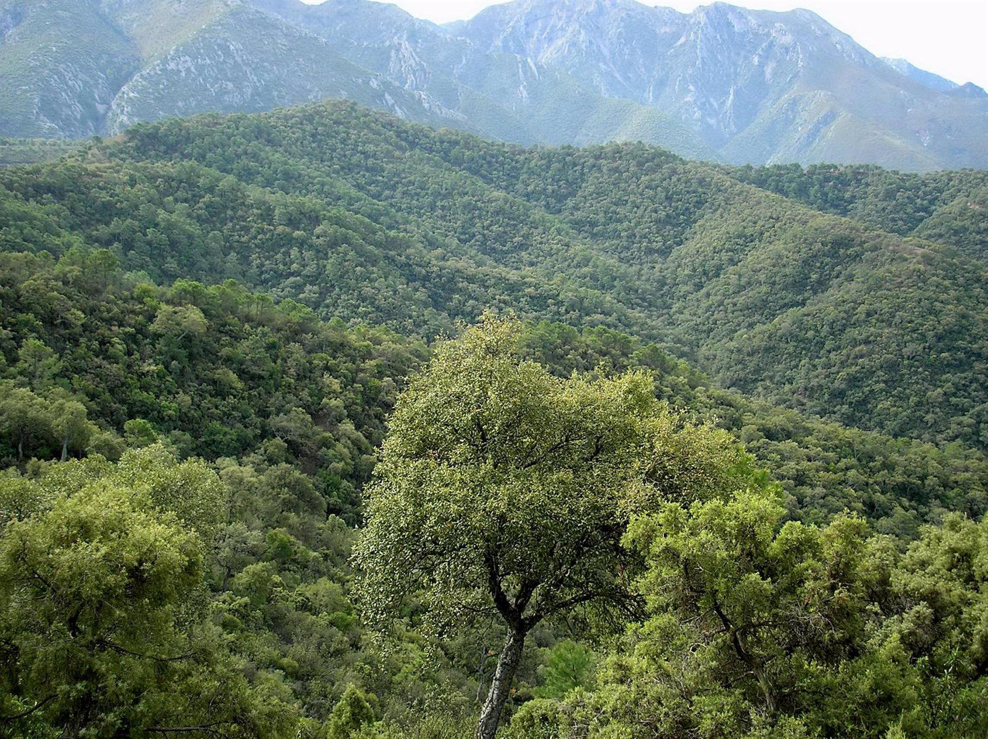 José López Quintanilla, presidente del Consejo de Participación de Sierra de las Nieves