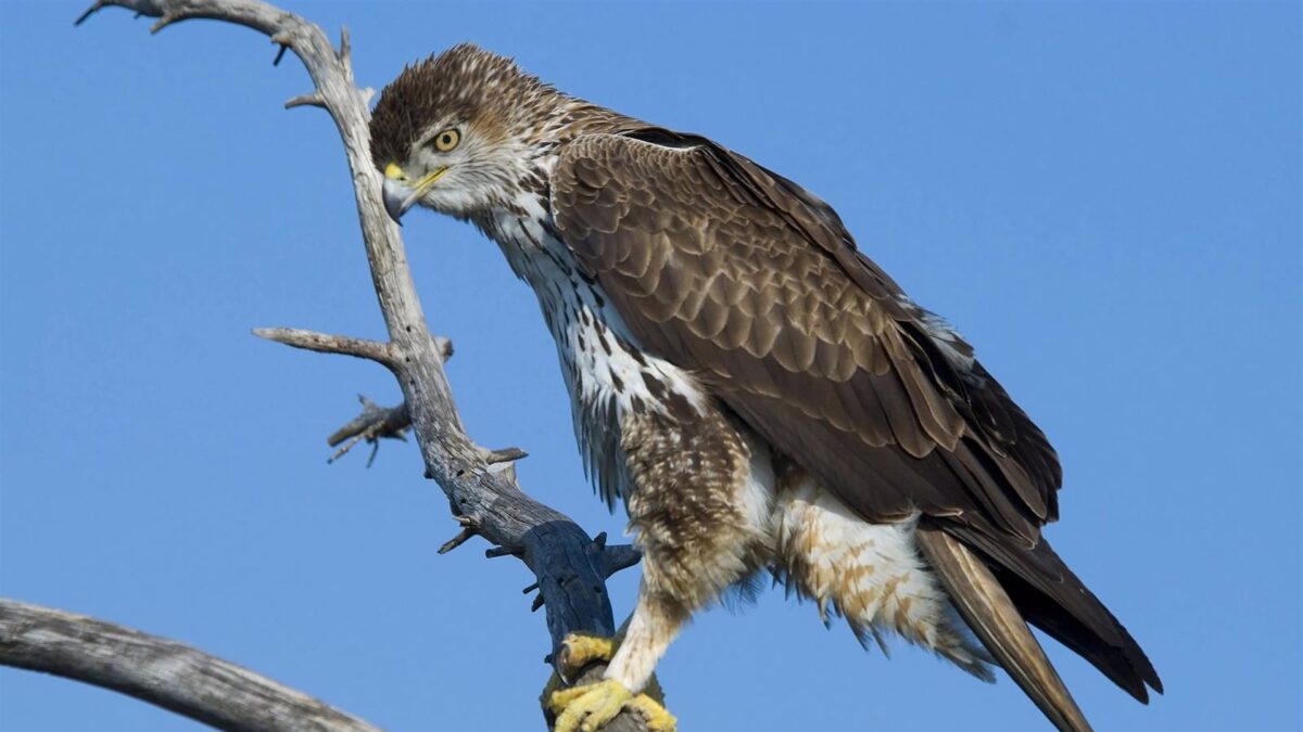 Montejaque celebra este fin de semana un festival dedicado a las aves