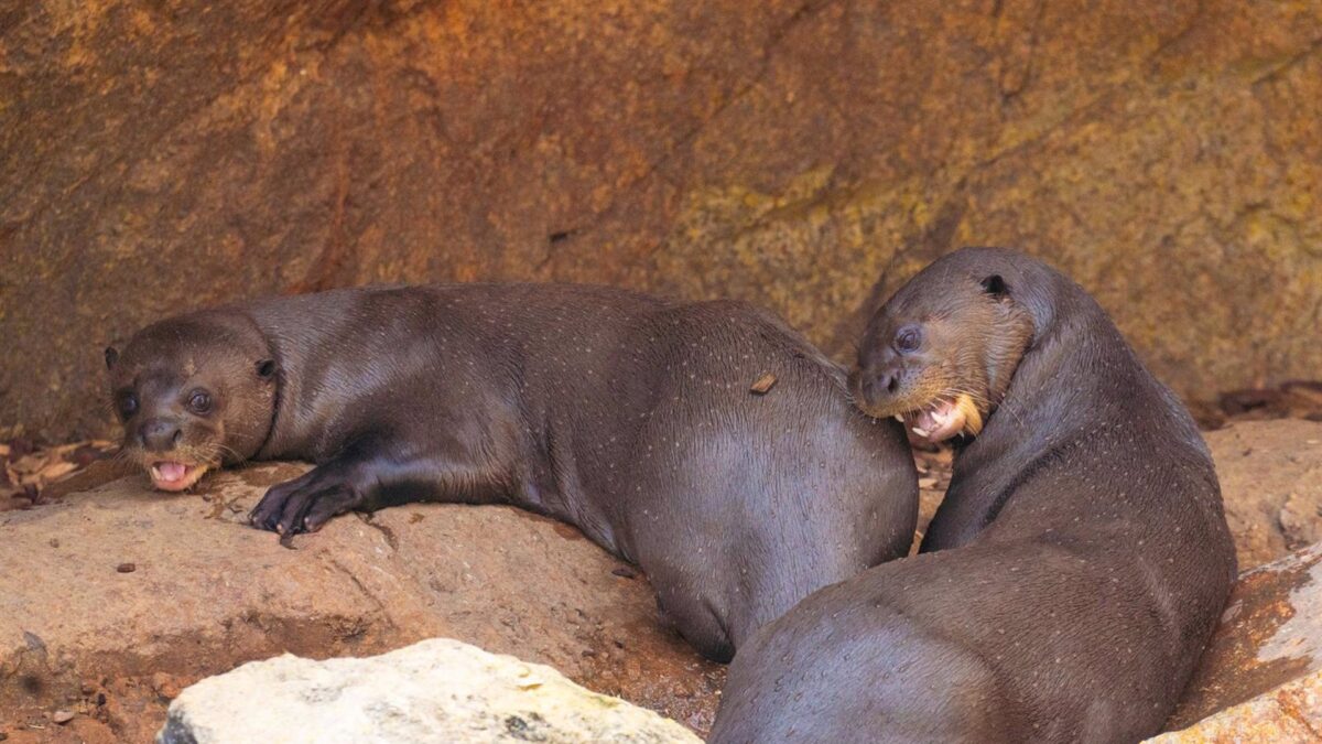Nacen tres crías de nutria gigante en Bioparc Fuengirola