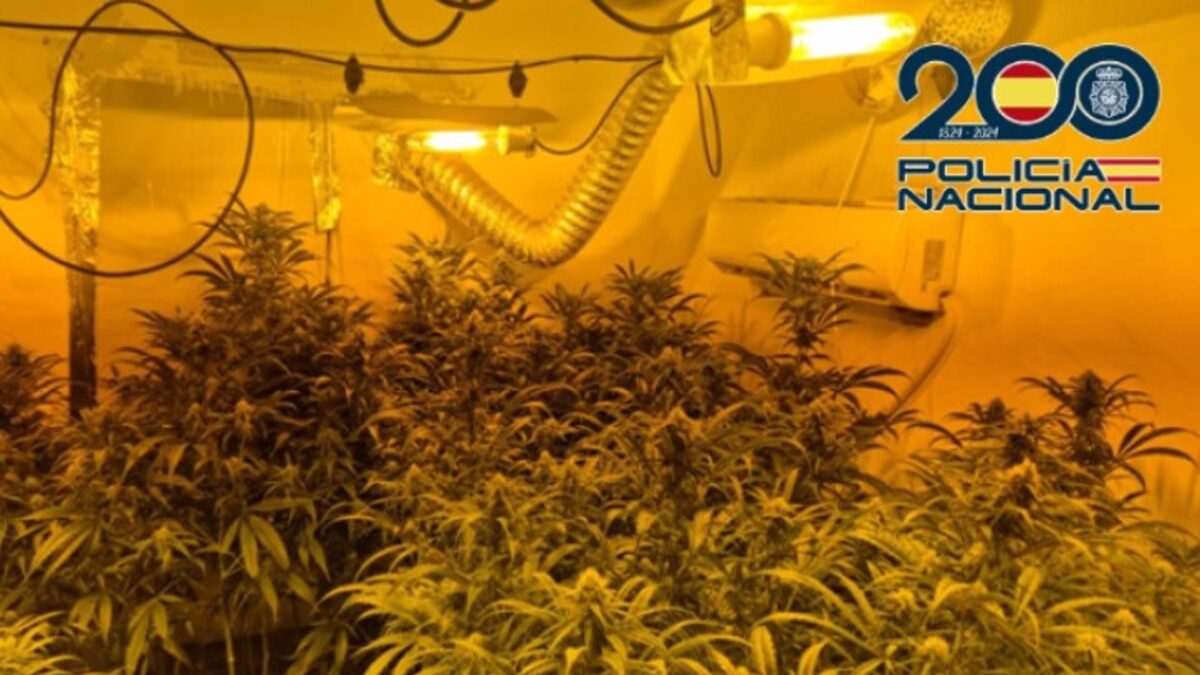 Detenidos en Málaga tres miembros de un clan familiar dedicado al cultivo de marihuana