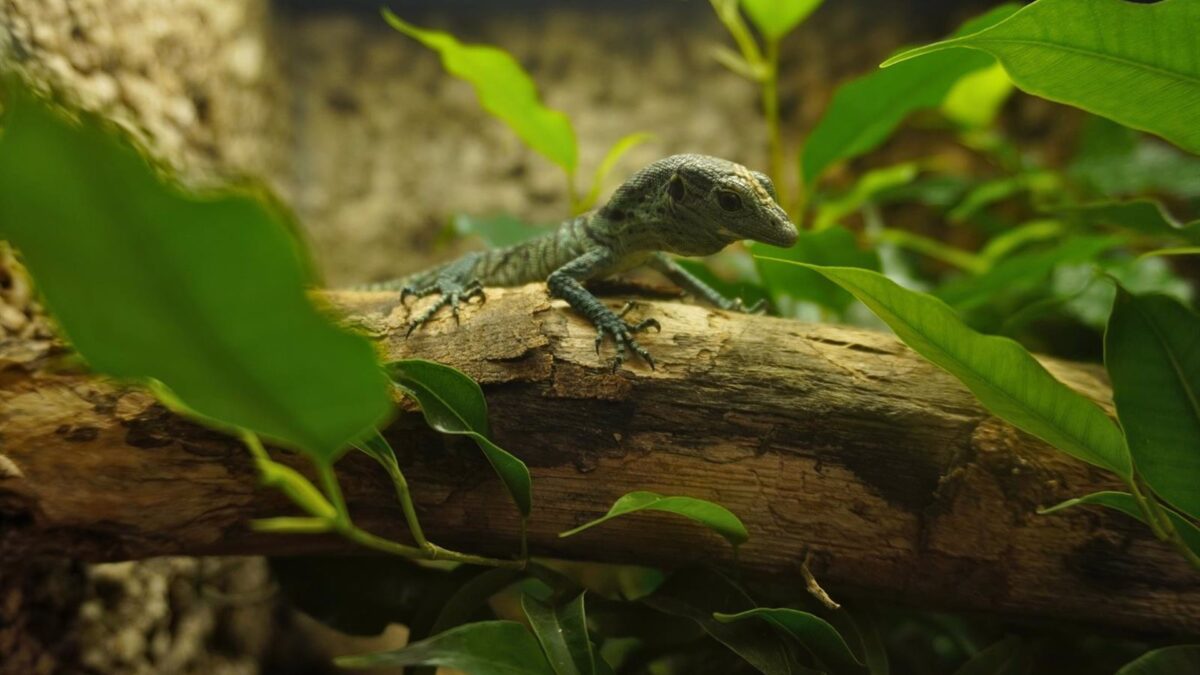 Bioparc Fuengirola celebra el nacimiento de dos crías de varano esmeralda