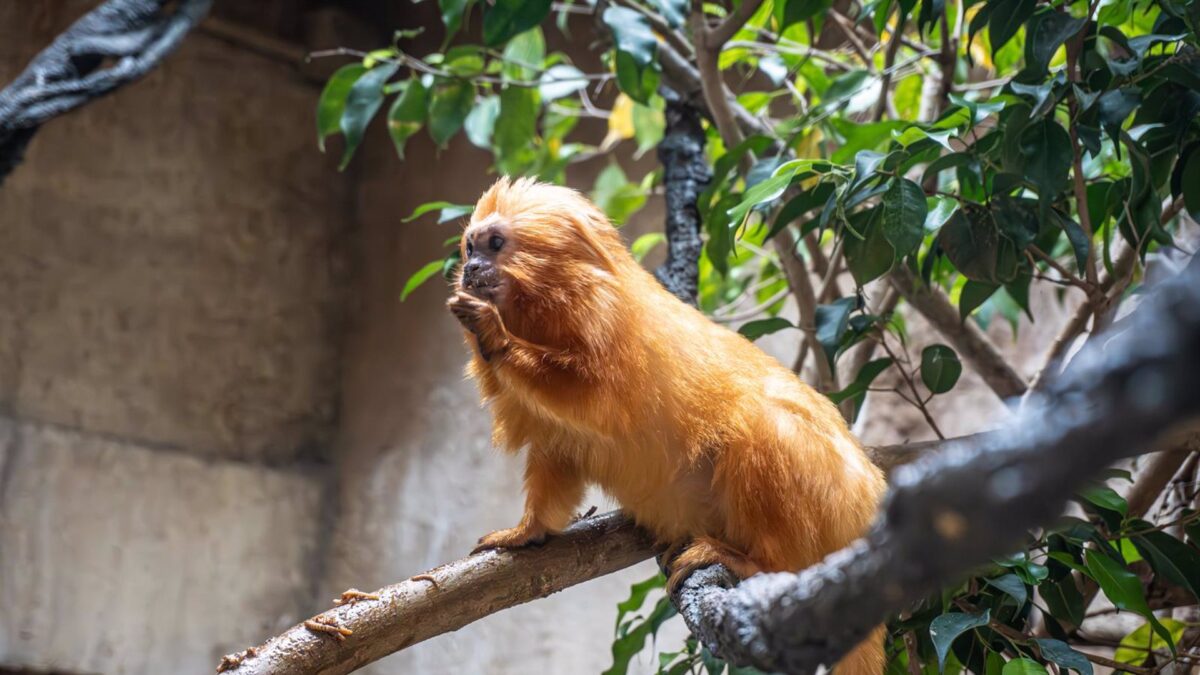 El tití león dorado, símbolo de la conservación en Brasil, encuentra un nuevo aliado en Bioparc Fuengirola