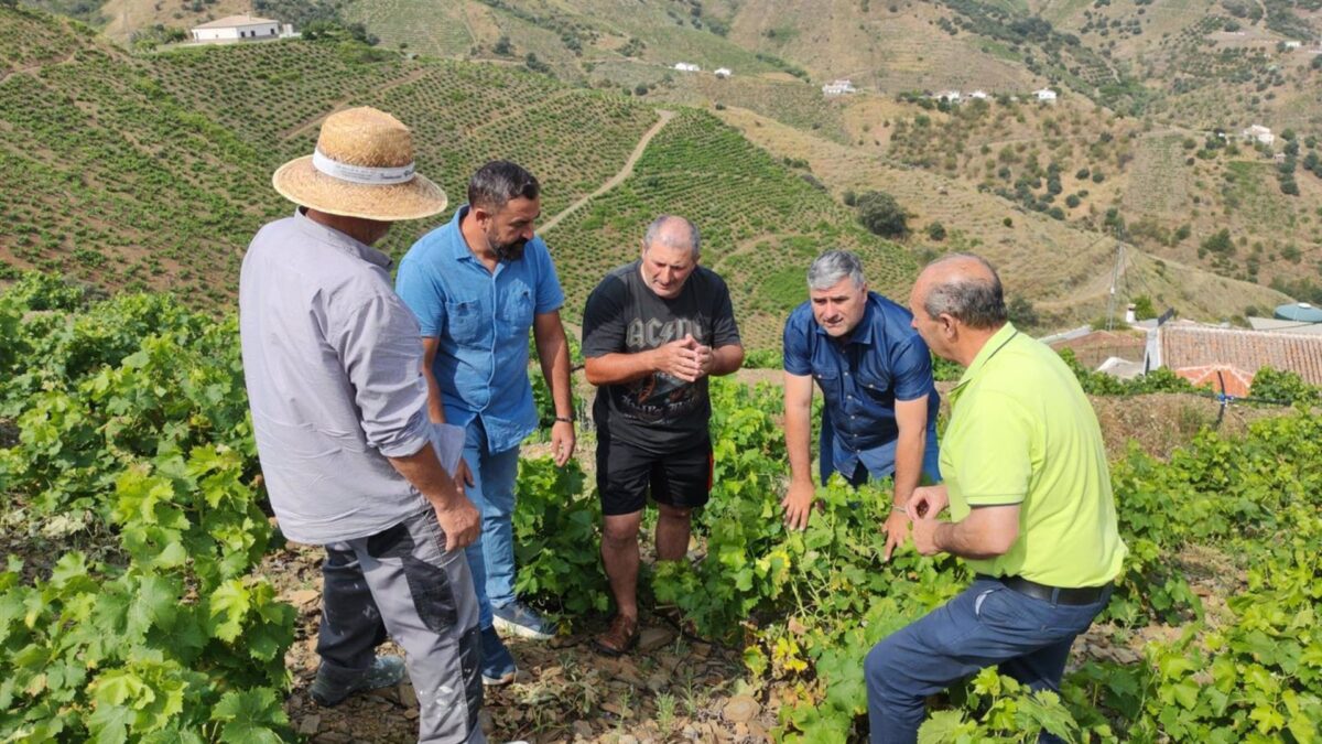 UPA advierte de "pérdidas de hasta el 80% de producción de uva en la comarca de la Axarquía" y reclama ayudas