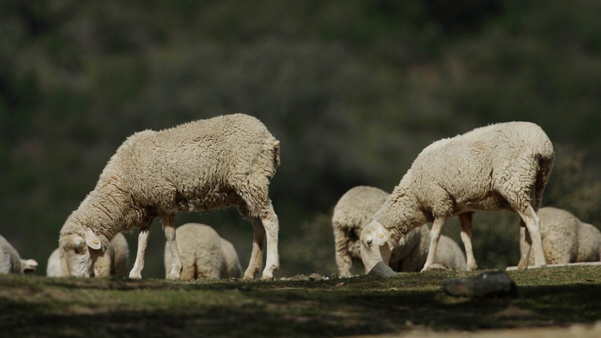 Asaja pide ayudas directas para ganaderos de ovino afectados por brote de lengua azul en Valle del Guadalhorce