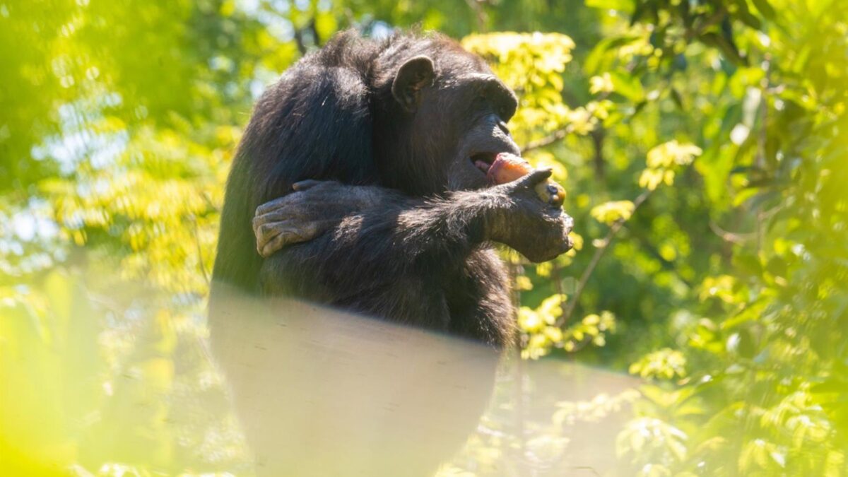 Bioparc Fuengirola combate el calor con polos personalizados para sus animales más exóticos