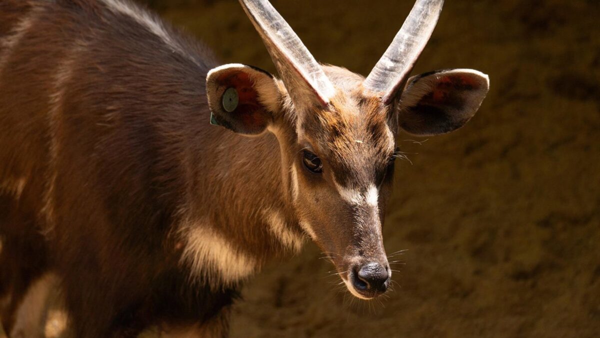 Bioparc Fuengirola da la bienvenida a un nuevo macho de sitatunga occidental