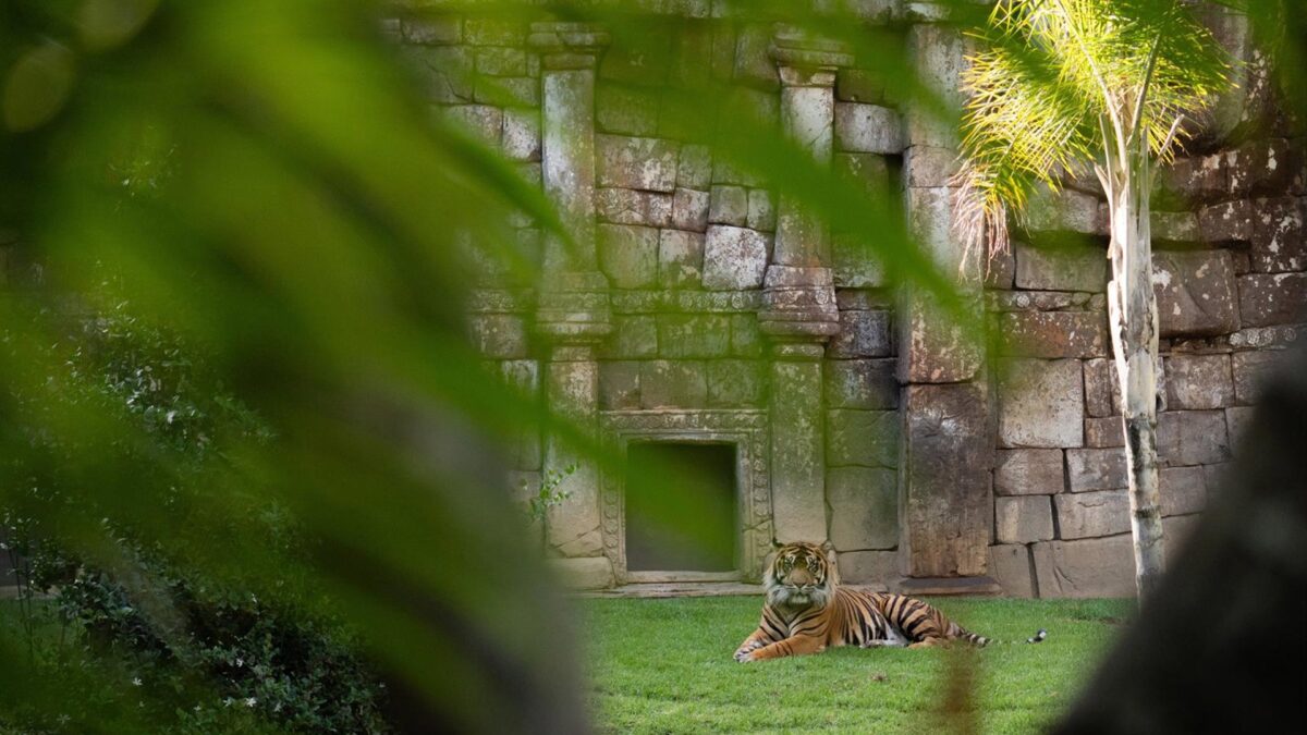 Bioparc Fuengirola hace un llamamiento y redobla esfuerzos para evitar su extinción del tigre de Sumatra