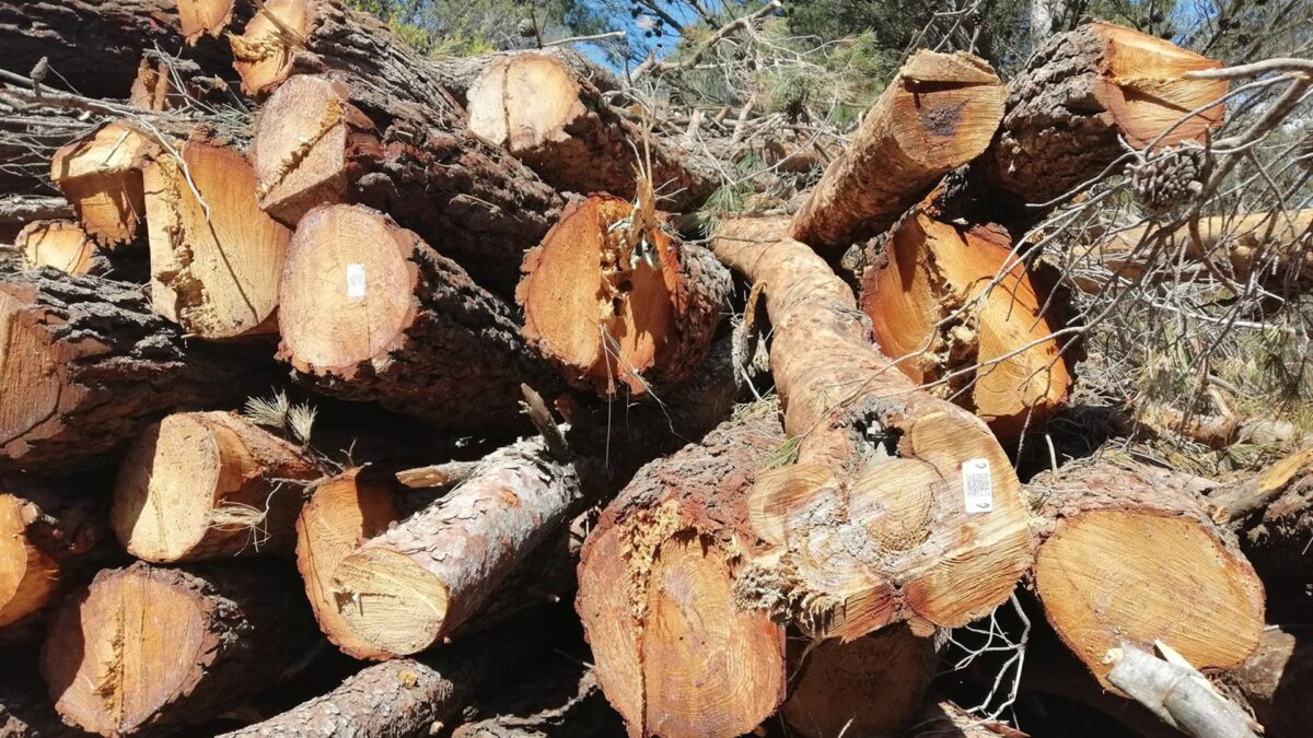 La Diputación limpia montes de El Burgo y Yunquera y extrae más de 562 toneladas de madera para biomasa