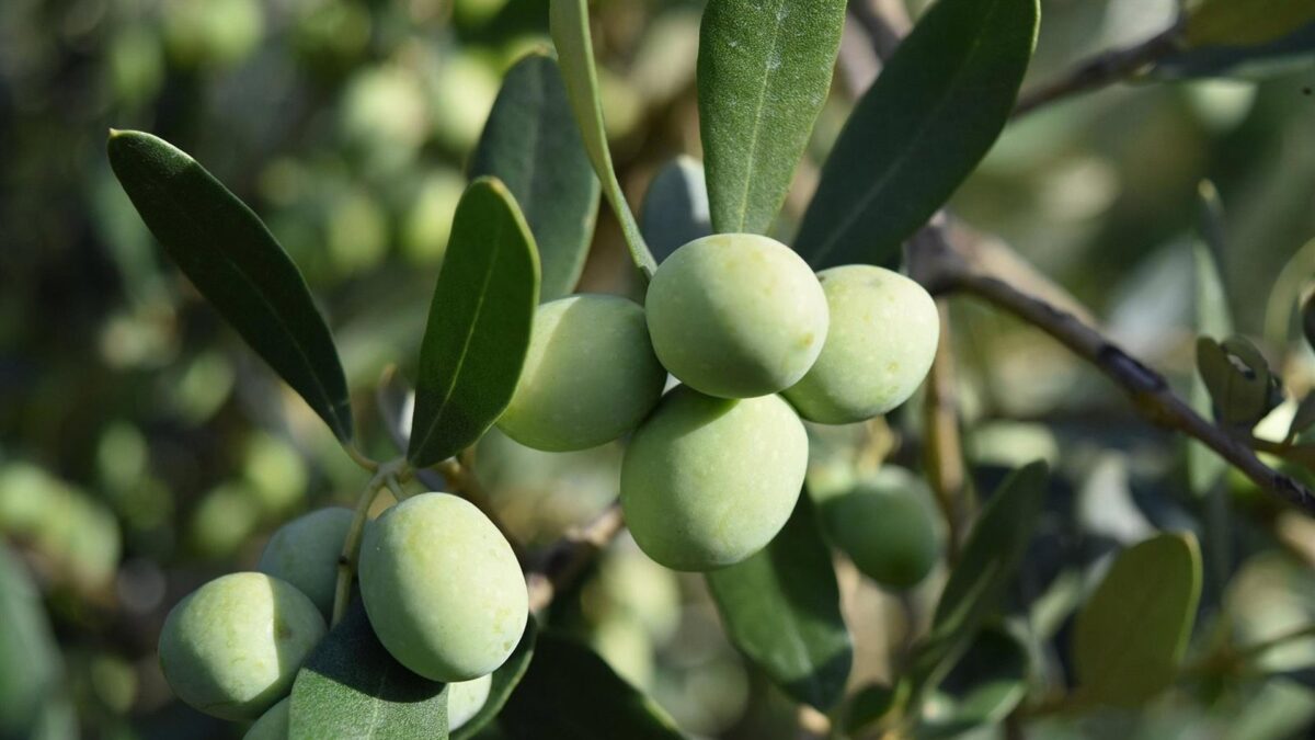 UPA reclama medidas para que el mercado "revierta los precios ruinosos" en origen del aceite de oliva
