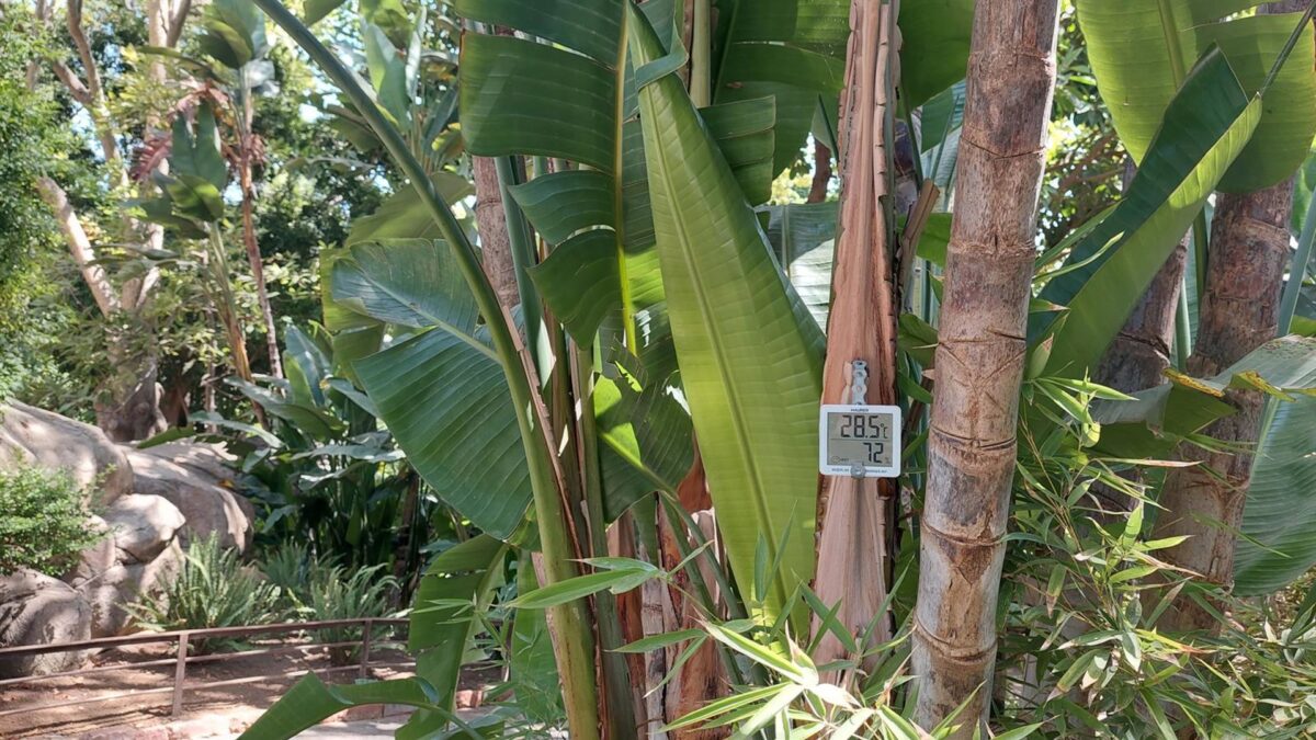 Bioparc Fuengirola, un oasis verde contra el calor extremo