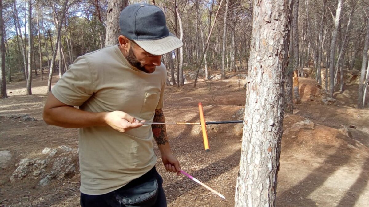 Estudian los factores climáticos que impulsan el decaimiento en bosques urbanos de la provincia de Málaga