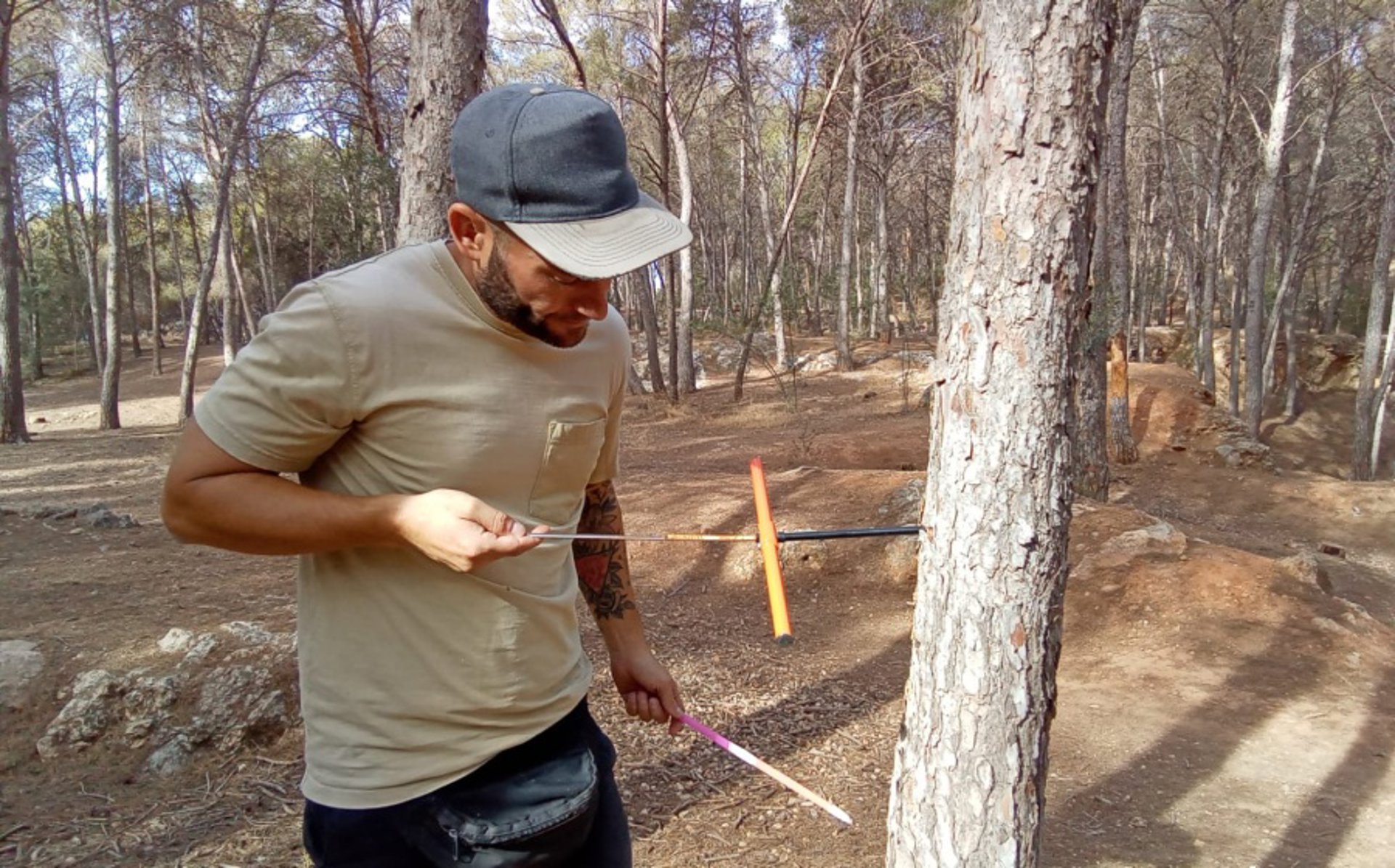 Estudian los factores climáticos que impulsan el decaimiento en bosques urbanos de la provincia de Málaga
