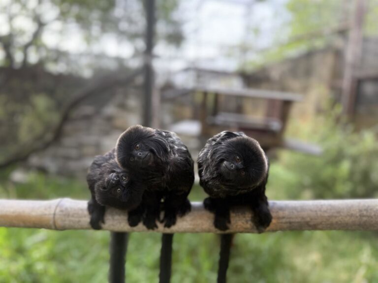 Gibones, macacos, colobos, monos y titís de diferentes continentes ...