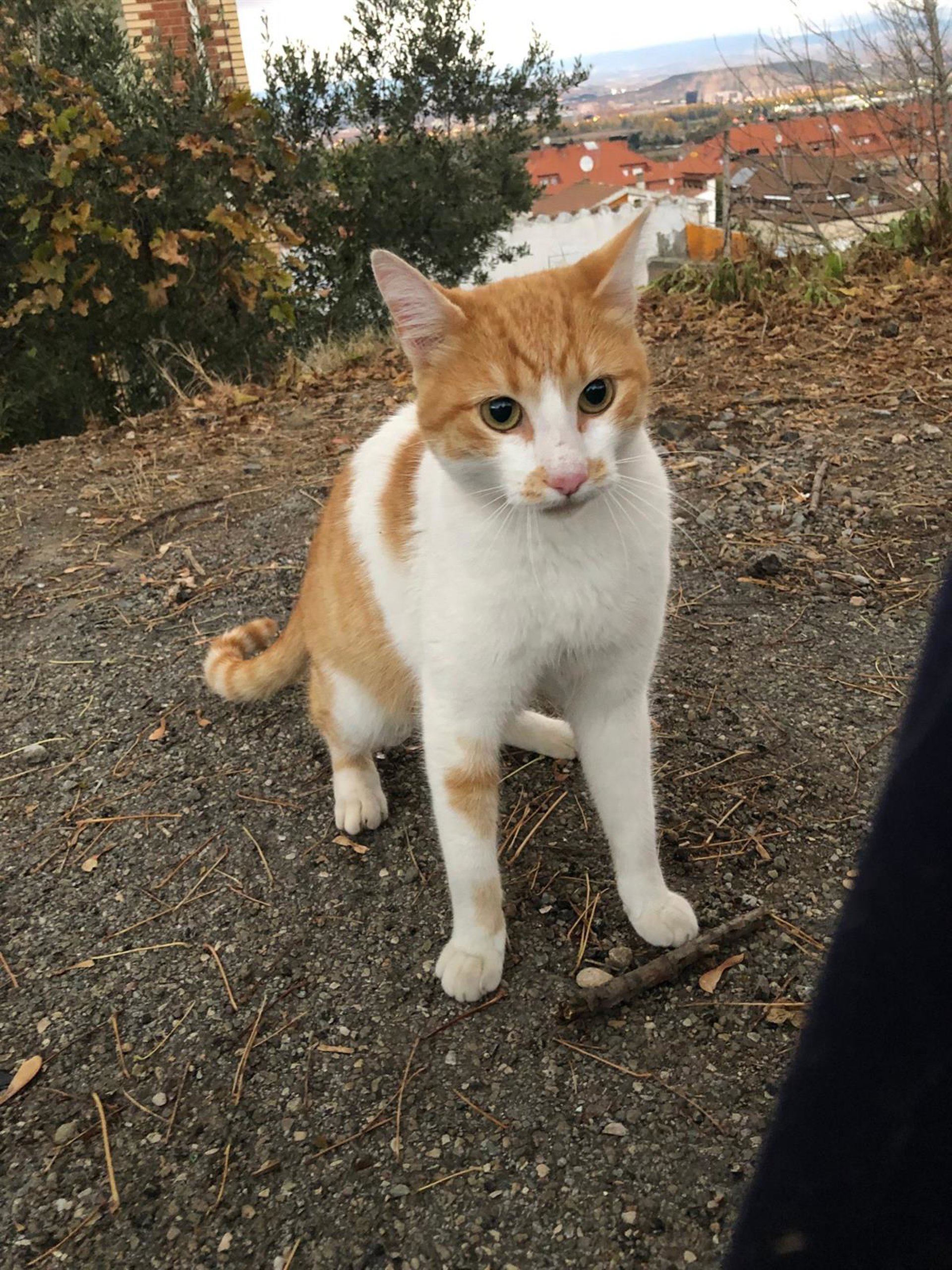 Ayuntamiento de Málaga pone en marcha una red municipal de voluntariado en el Centro de Protección Animal