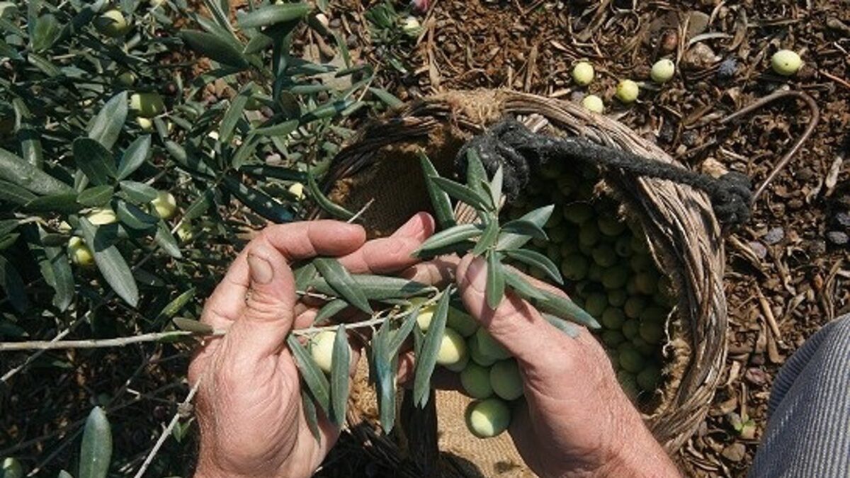 Comienza este mes la campaña de recogida de aceituna aloreña de Málaga