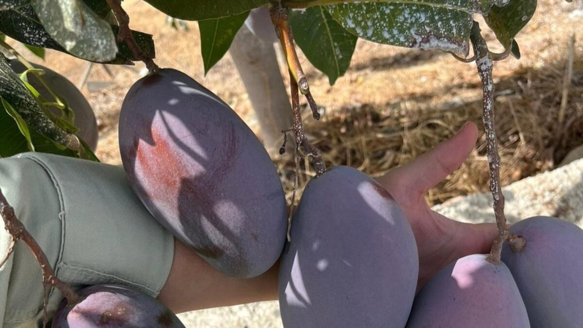 Carrefour lidera la compra de mango nacional agroecológico