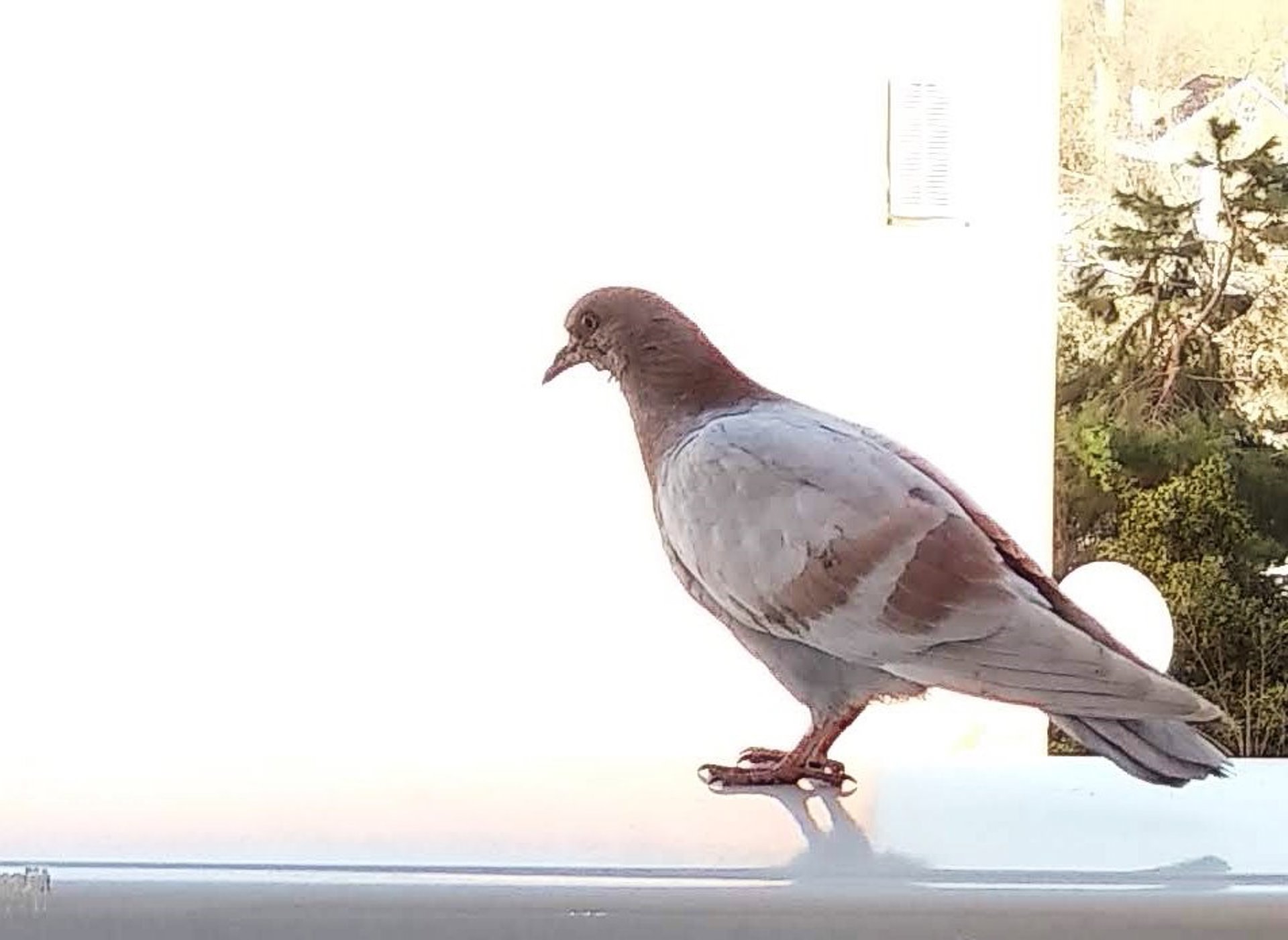 El Ayuntamiento de Málaga adjudica el control poblacional de aves urbanas