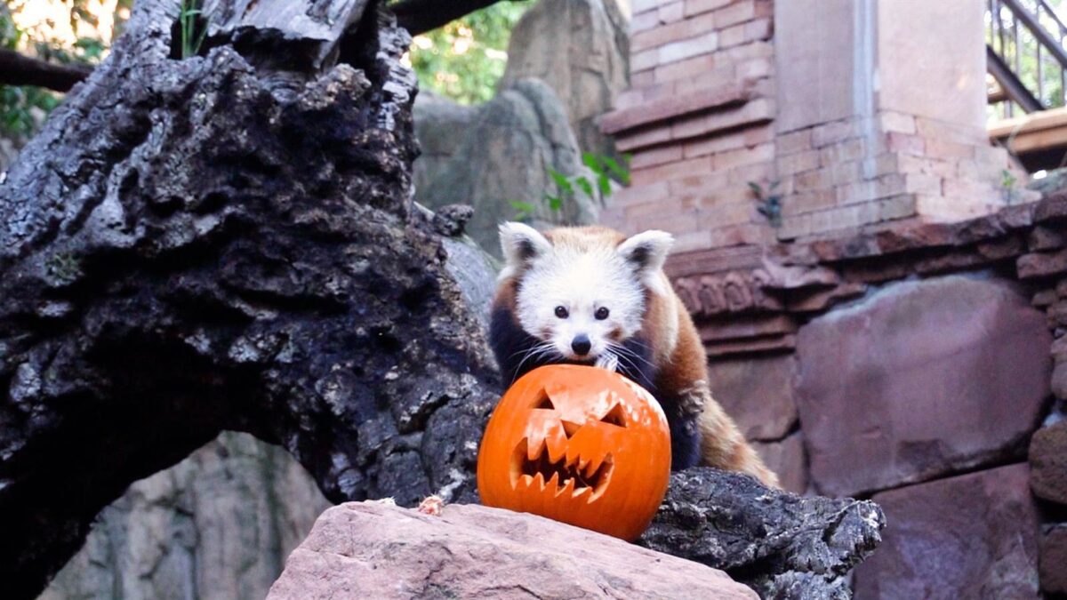 Los animales de Bioparc Fuengirola reciben calabazas decoradas con motivo de la celebración de Halloween