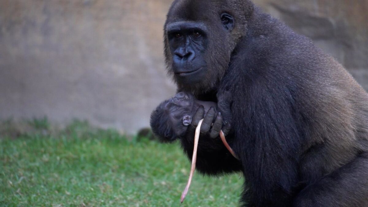 Nace una cría de gorila de llanura a plena luz del día y ante los visitantes en Bioparc Fuengirola