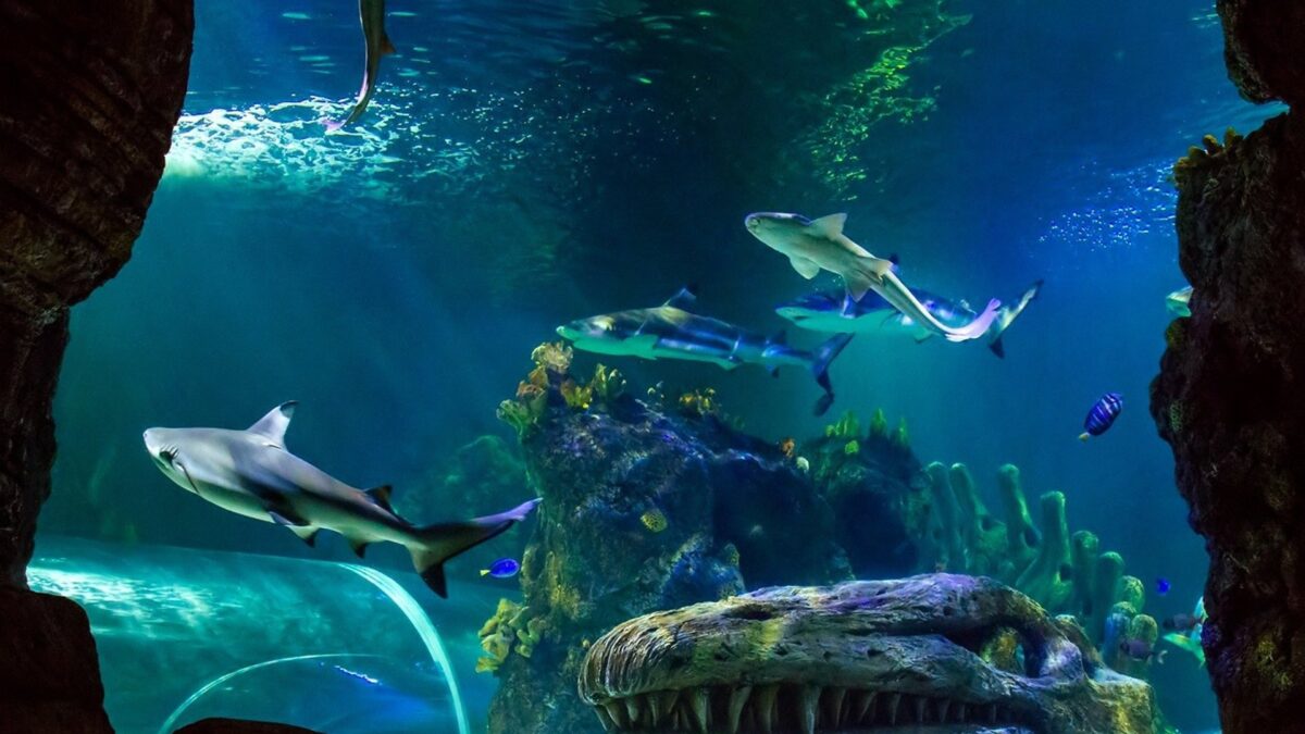Sea Life Benalmádena mejora previsiones al incrementar visitantes un 5% y apuesta por inclusión social en 2026