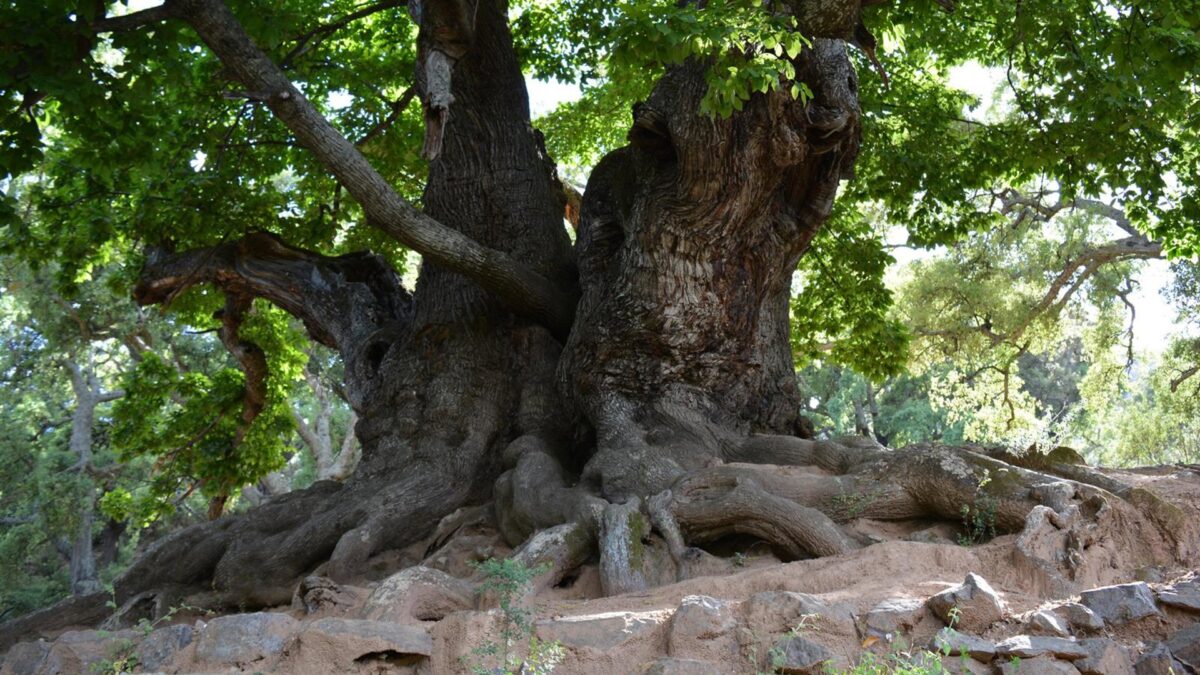 Diputación financia más de 570.000 euros a un sendero al Castaño Santo de Istán con un puente colgante