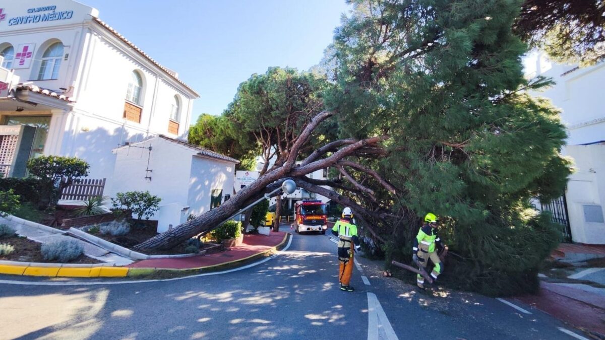 Mijas atiende más de 60 incidencias por el viento con caídas de árboles, vallas y daños materiales